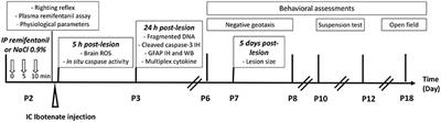 Beneficial Effects of Remifentanil Against Excitotoxic Brain Damage in Newborn Mice